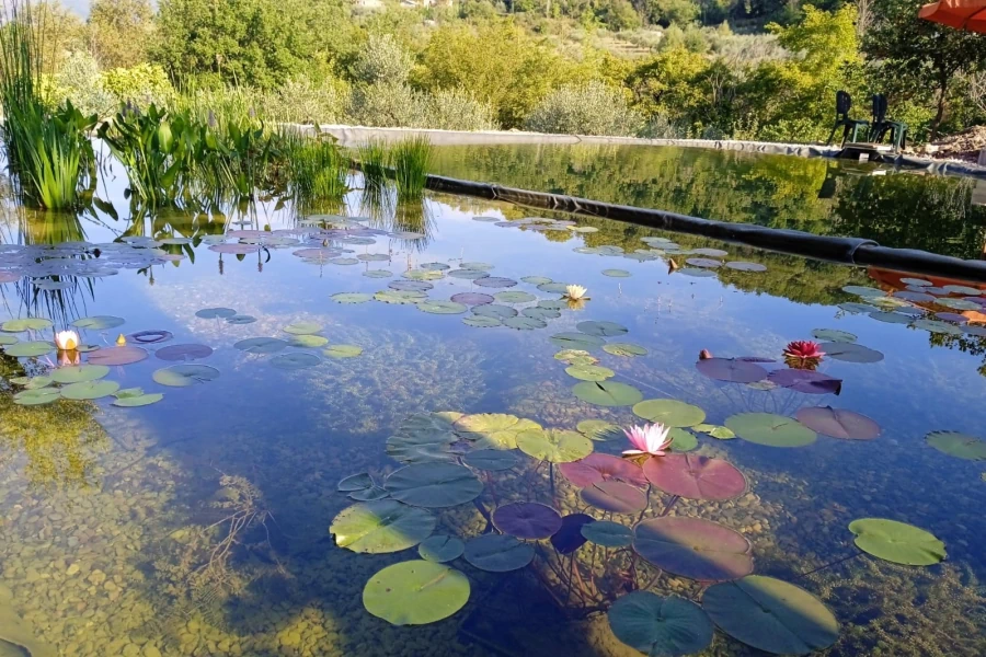 Biopiscina con piante acquatiche