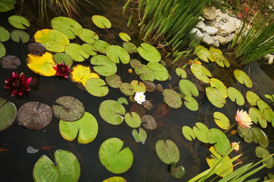 Laghetto con piante acquatiche