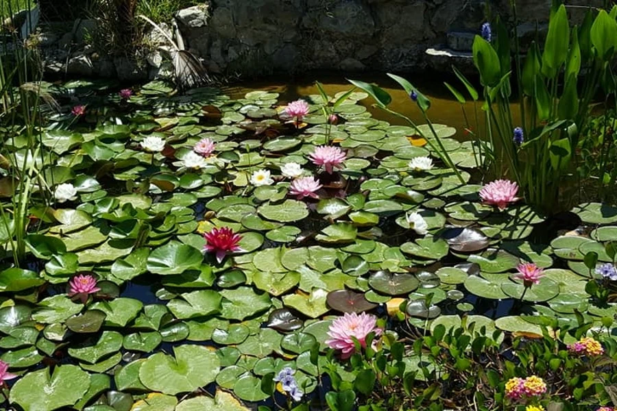 Laghetto con piante acquatiche