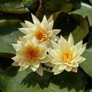Nymphaea 'Hawaiian Gold' Water Lily