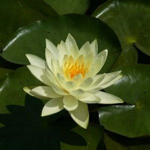 Nymphaea 'Lemon Mist' Water Lily
