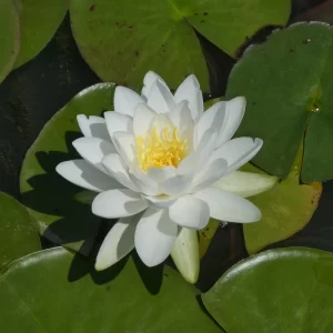 Nymphaea 'Odorata' Water Lily