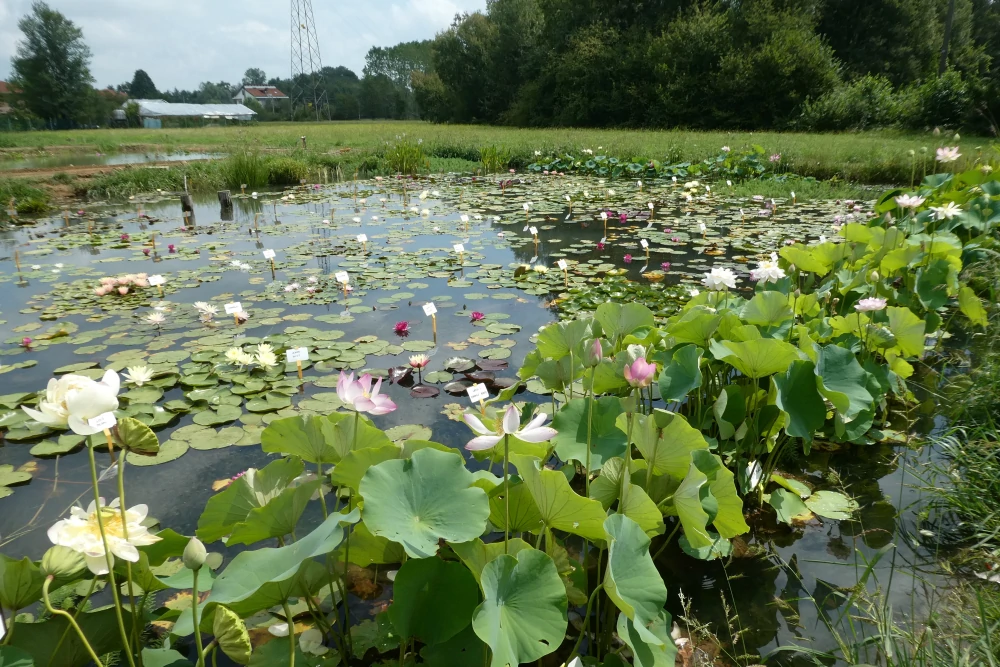 aquatic plants nursery