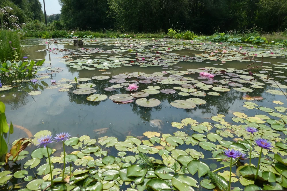 aquatic plants nursery