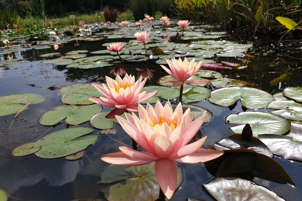 aquatic plants nursery