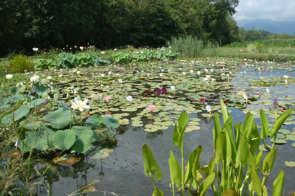 aquatic plants nursery