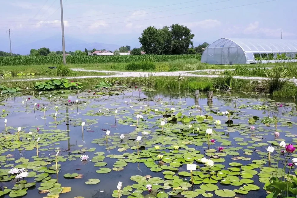 aquatic plants nursery