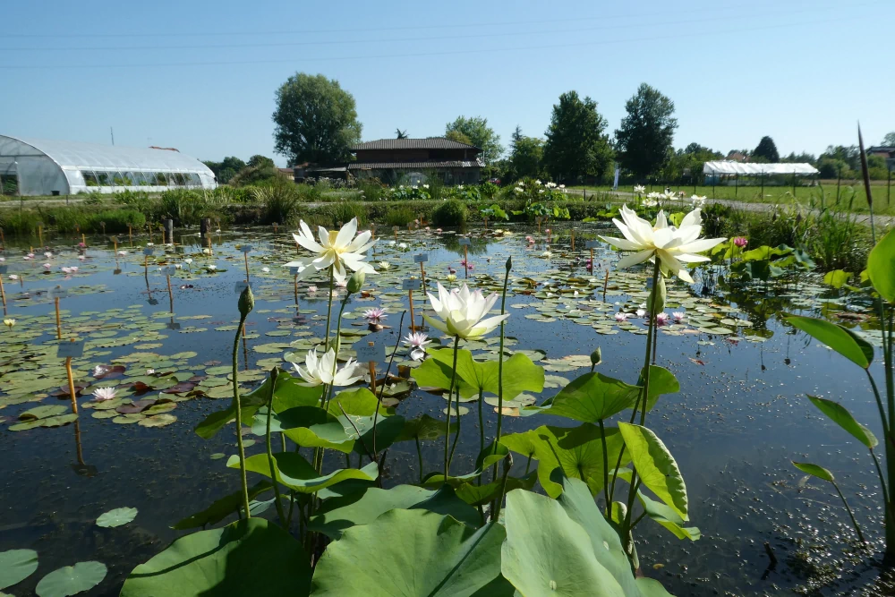 aquatic plants nursery