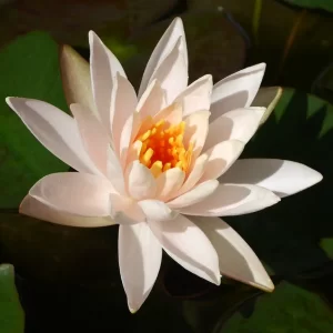 Nymphaea 'Highlight' Water Lily