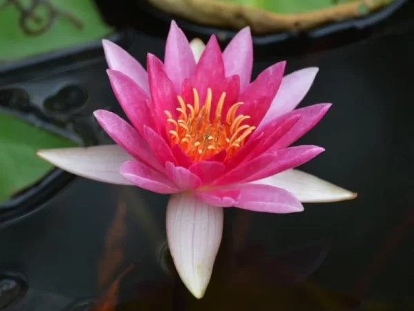 ninfea-laydekeri-liliacea-2