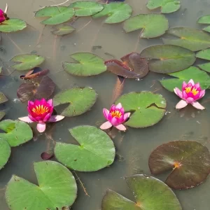 ninfea-laydekeri-liliacea-3