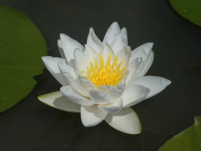 Nymphaea 'White Sultan' Water Lily Aquatic Plants Nursery