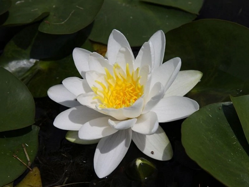 Nymphaea 'White Sultan' Water Lily Aquatic Plants Nursery