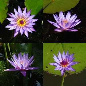 Tropical water lilies