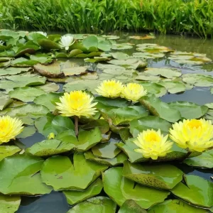 Nymphaea 'Puttaraksa' Water Lily