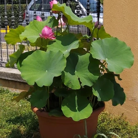 Mini pond fior di loto