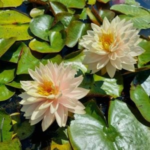 Nymphaea 'Awesome' Water Lily