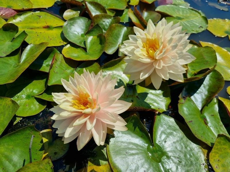 Nymphaea 'Awesome' Water Lily Aquatic Plants Nursery