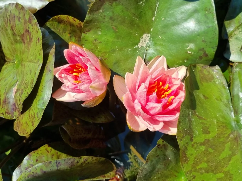Nymphaea 'Berit Strawn' Water Lily - Aquatic Plants Nursery