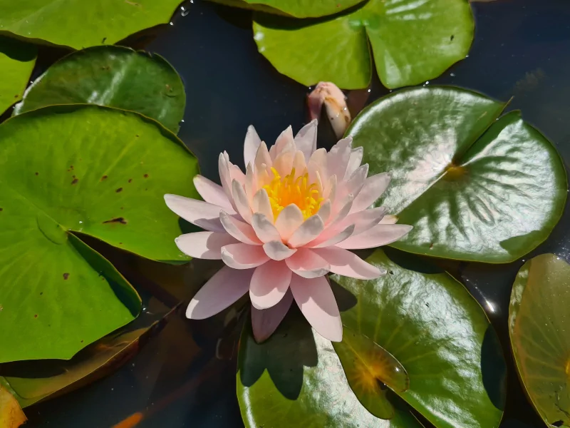 Nymphaea 'Equilibria' Water Lily Aquatic Plants Nursery