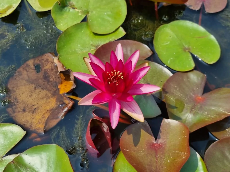 Nymphaea 'Red Blaze' Water Lily Aquatic Plants Nursery