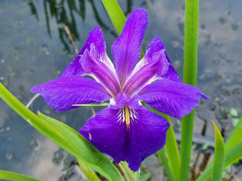 Iris louisiana 'Bayou Bluebird' Aquatic Plants Nursery