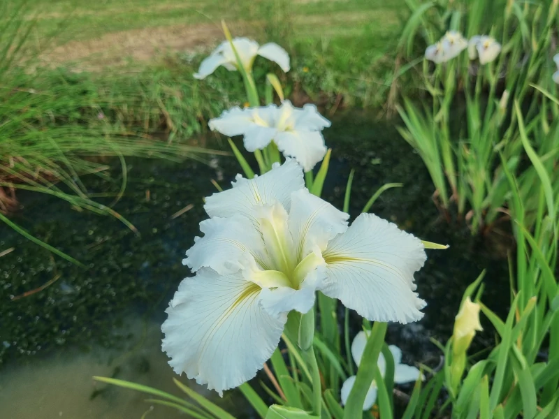 Iris louisiana 'Crushed Ice' Aquatic Plants Nursery