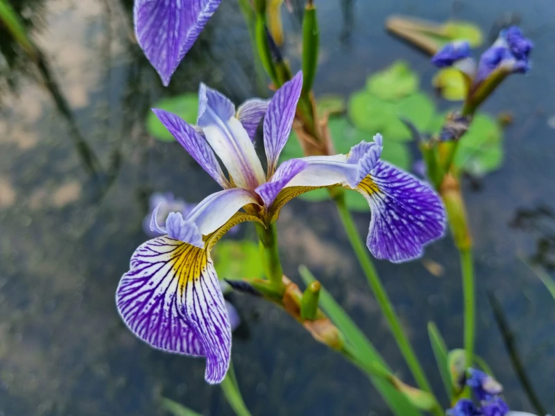 Iris versicolor 'Pacifica' Aquatic Plants Nursery