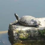 aquatic plants and turtles in the pond