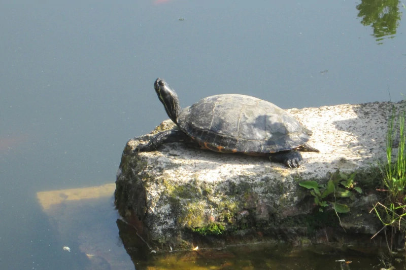 aquatic plants and turtles in the pond
