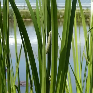 acorus calamus sweet flag