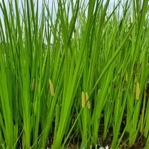 acorus calamus sweet flag