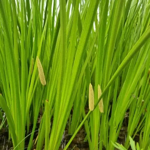 acorus calamus sweet flag