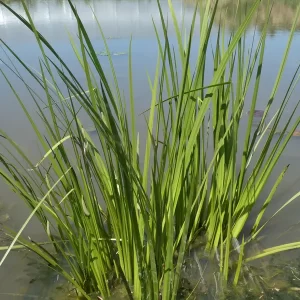 acorus calamus sweet flag