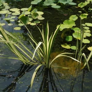 acorus calamus variegatus Variegated Sweet Flag