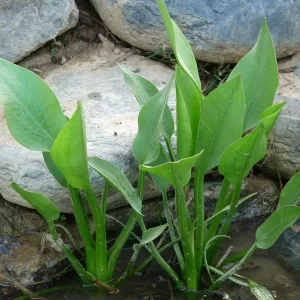 alisma plantago aquatica European water plantain