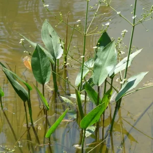 alisma plantago aquatica European water plantain