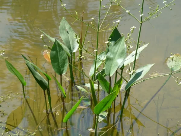 alisma plantago aquatica European water plantain