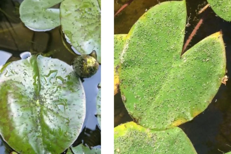aphids on aquatic plants