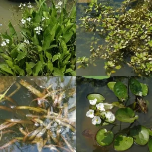 Aquarium plants