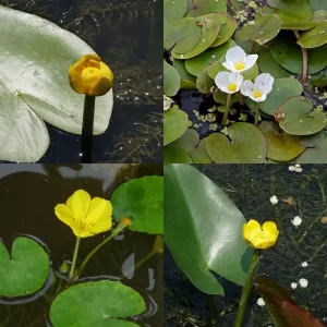 Aquatic plants similar to water lilies