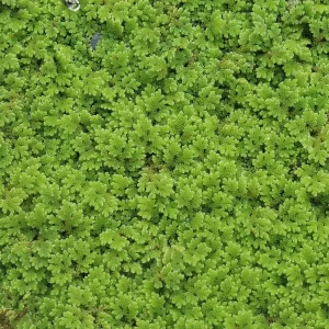 azolla filiculoides water fern