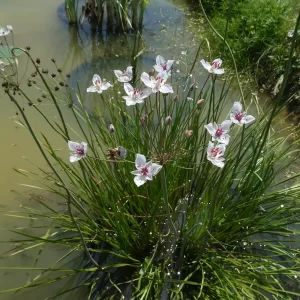 butomus umbellatus alba White Flowering Rush