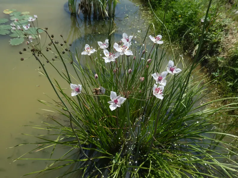Butomus Umbellatus