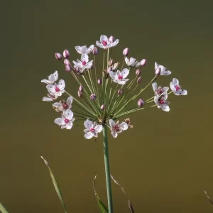 butomus umbellatus flowering rush