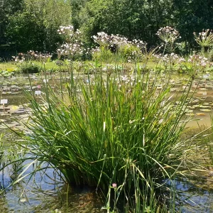 butomus umbellatus flowering rush