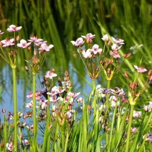 butomus umbellatus flowering rush