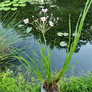 butomus umbellatus flowering rush