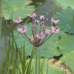 butomus umbellatus rosenrot Rose Red Flowering Rush