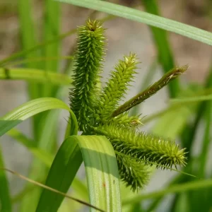 carex pseudocyperus hop sedge